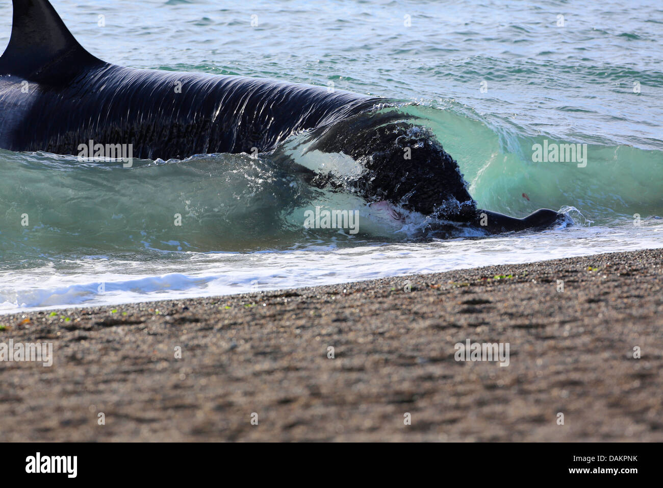 Orca, grand, de l'épaulard (Orcinus orca) grampus, attaquer un lion de mer du Sud, Argentine, Patagonie chiot, Valdes Banque D'Images