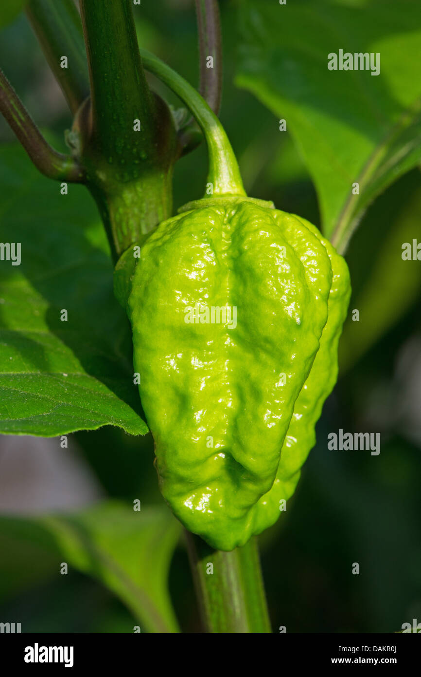L'Espagnol chili Naga (aka le Gibraltar Naga), l'un des piments les plus chaudes avec un score de 1 millions de Scoville + SHUs. Banque D'Images