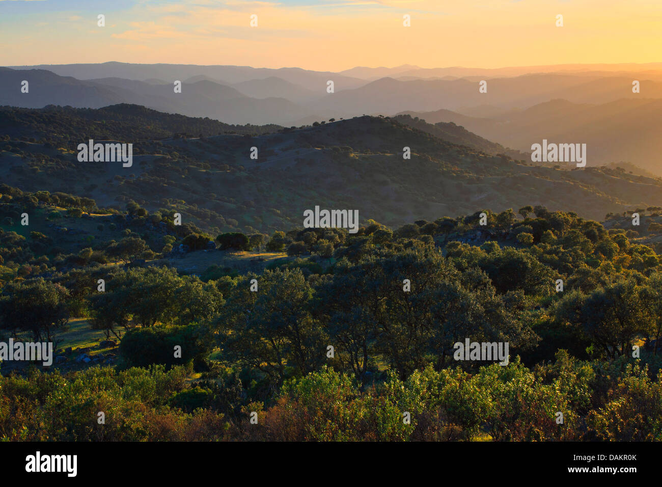 Le Parc Naturel Sierra de Andjar dans lumière du soir, l'Espagne, Andalousie, Jaen, Sierra Morena Banque D'Images