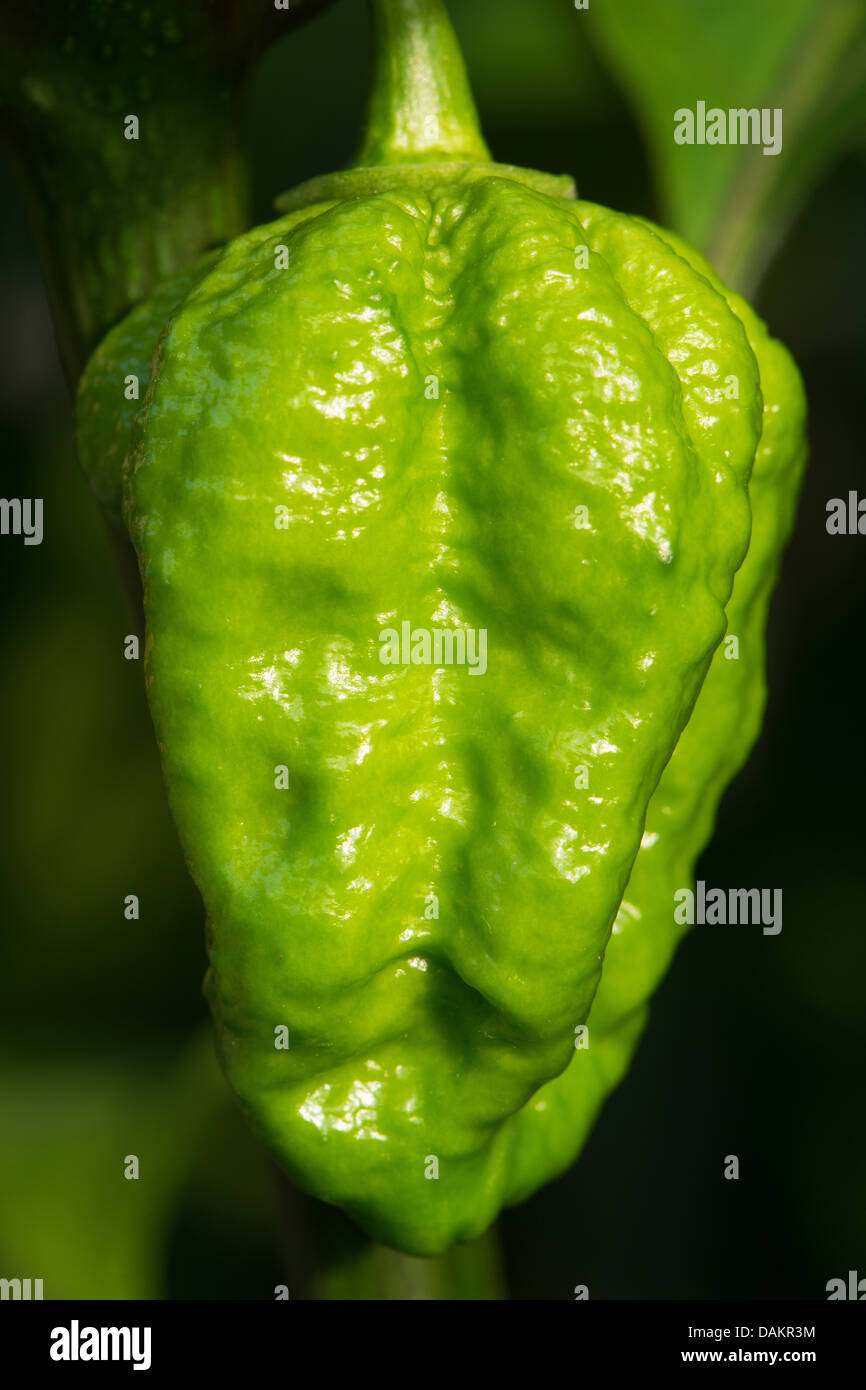 L'Espagnol chili Naga (aka le Gibraltar Naga), l'un des piments les plus chaudes avec un score de 1 millions de Scoville + SHUs. Banque D'Images