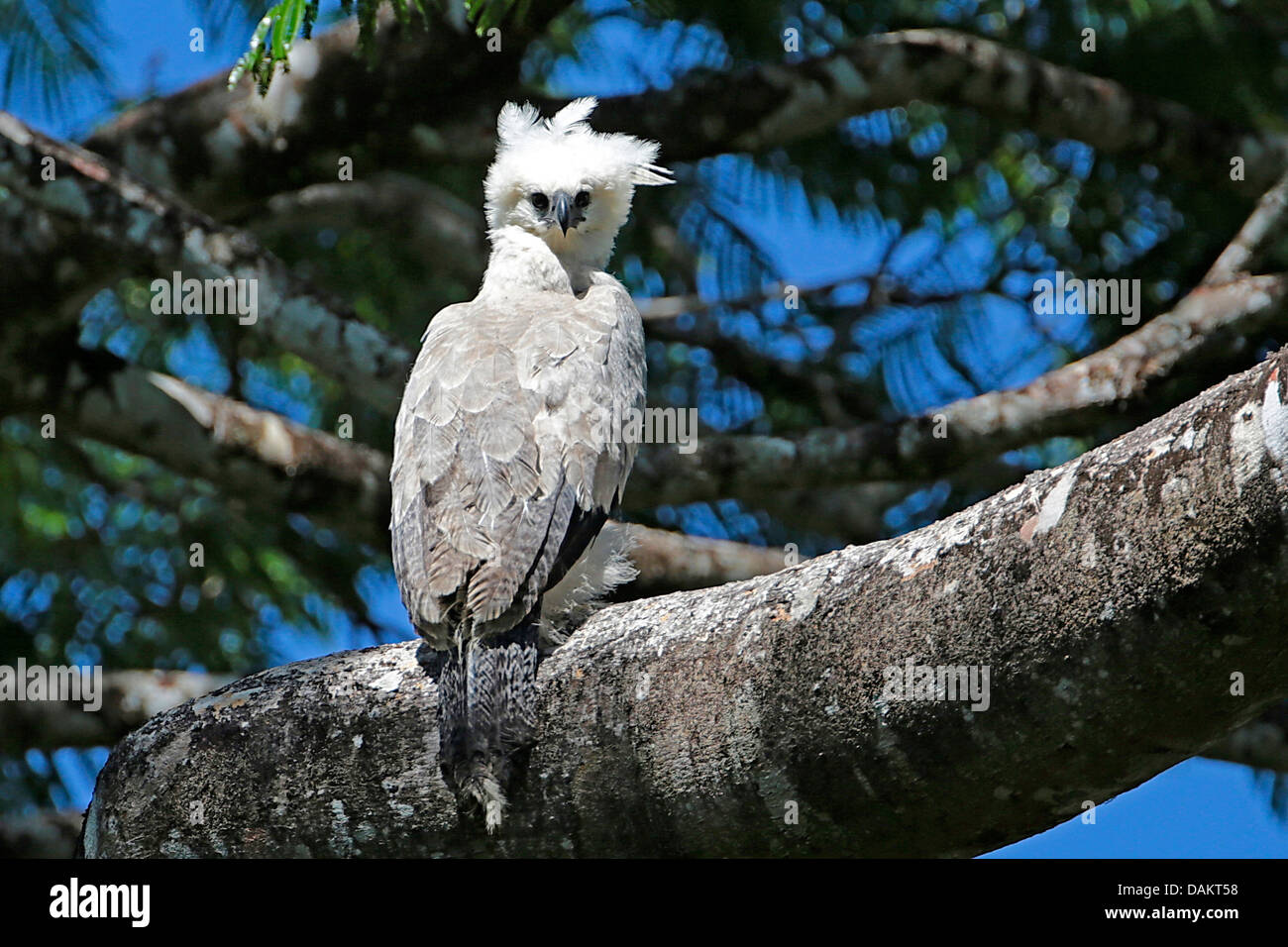 (Harpia harpyja harpie), immatures, sur une branche, la plus grande du monde de l'aigle, le Brésil, l'Alta Floresta Banque D'Images