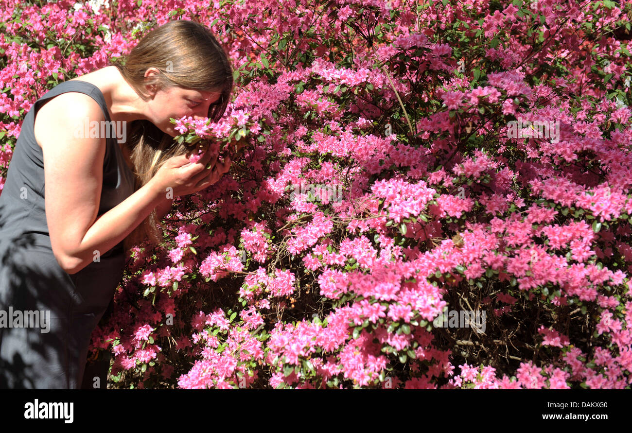 Une femme sent pink azalea fleurs au parc des Rhododendrons de Brême, Allemagne, le 9 mai 2011. Photo : Carmen Jaspersen Banque D'Images