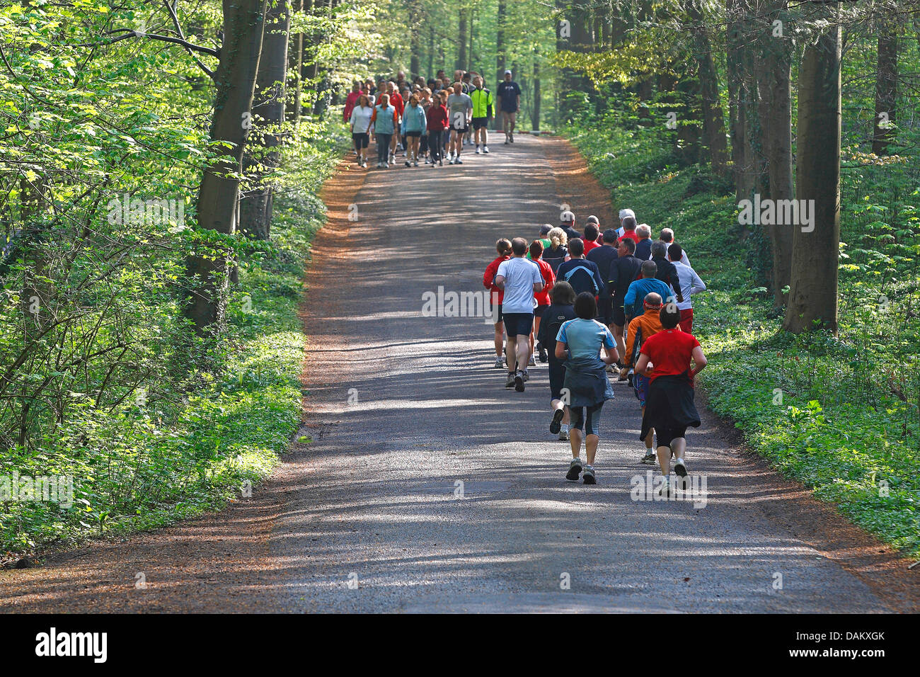 Les coureurs sur chemin forestier, Belgique, Hallerbos Banque D'Images