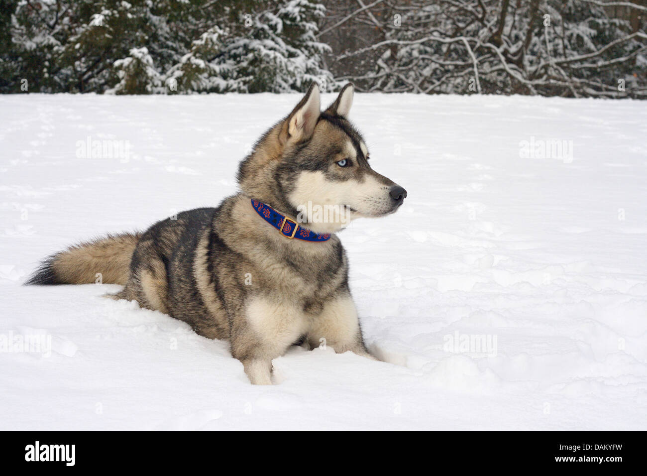 Dog (Canis lupus f. familiaris), Husky-Malamute-race mélangée dans la neige Banque D'Images