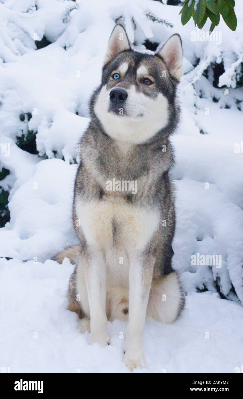 Dog (Canis lupus f. familiaris), Husky-Malamute-race mélangée dans la neige Banque D'Images