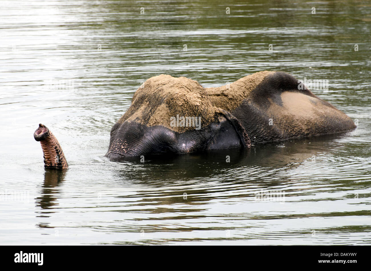 L'éléphant d'Asie, l'éléphant d'Asie (Elephas maximus), baignade dans un lac, de l'Inde, le Madhya Pradesh, Bandhavgarh National Park Banque D'Images