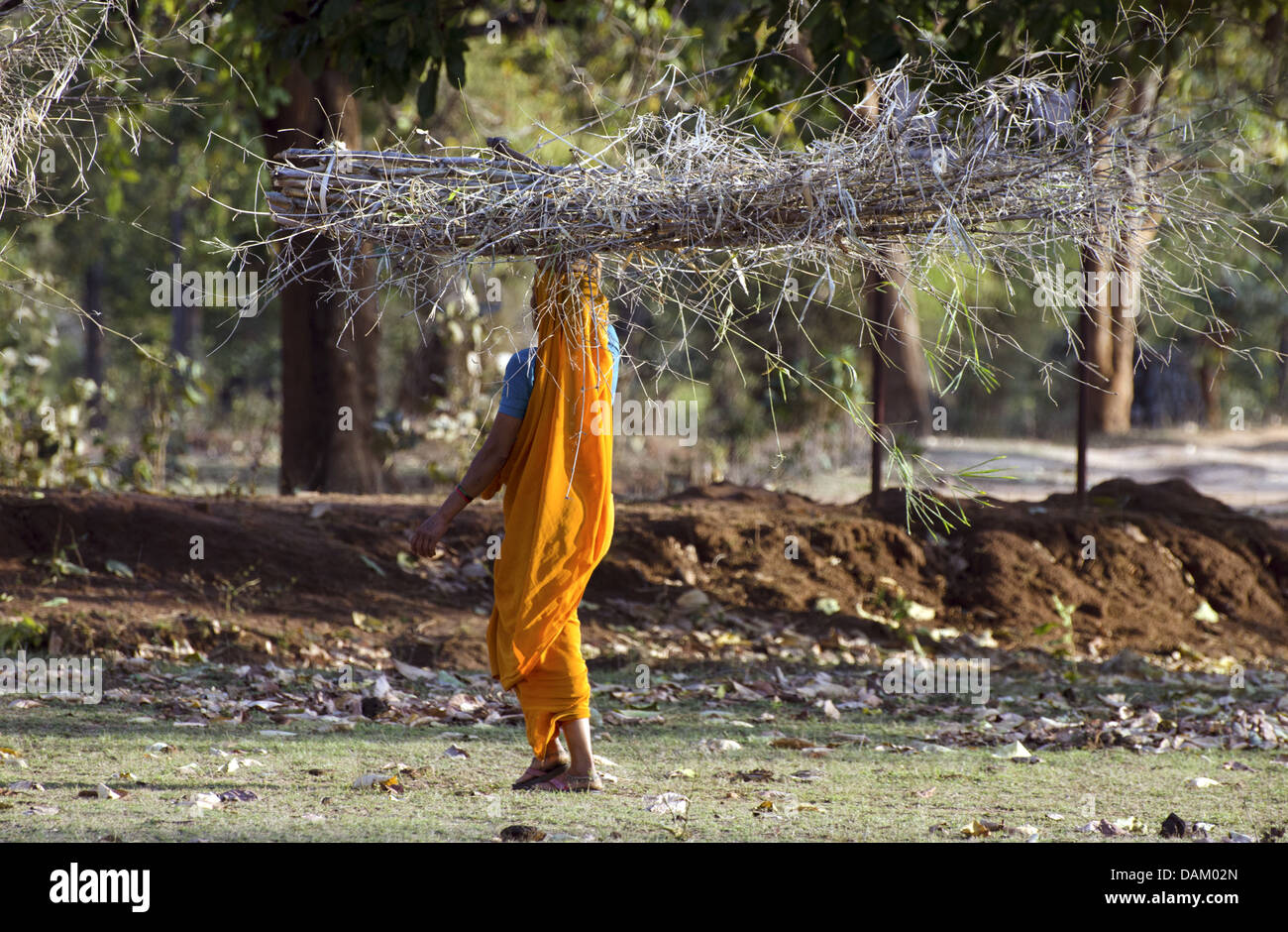 Femme portant un panier de bambou sur la tête, de l'Inde, le Madhya Pradesh Banque D'Images