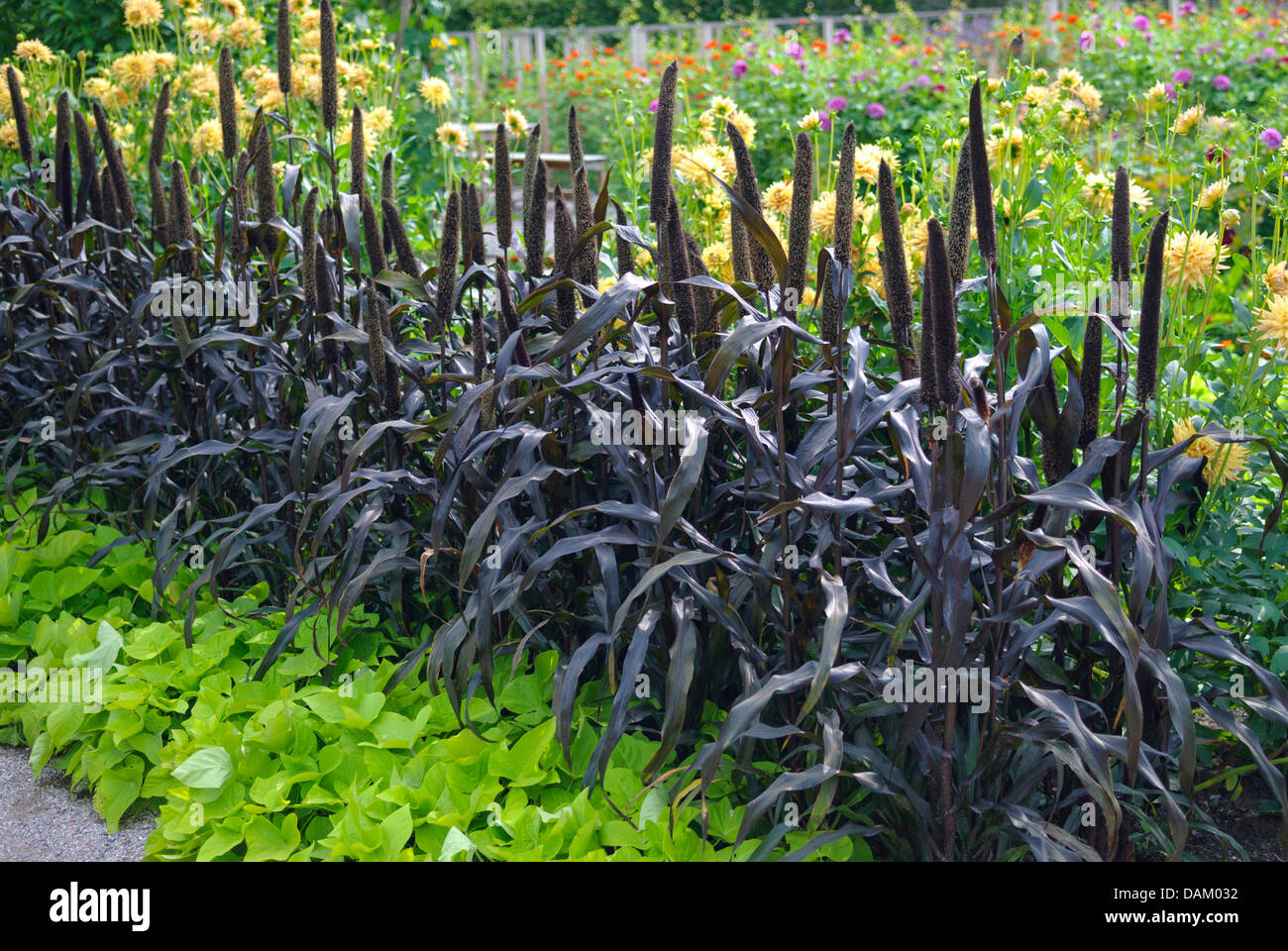 Le millet perlé (Pennisetum glaucum 'Purple Majesty', Pennisetum