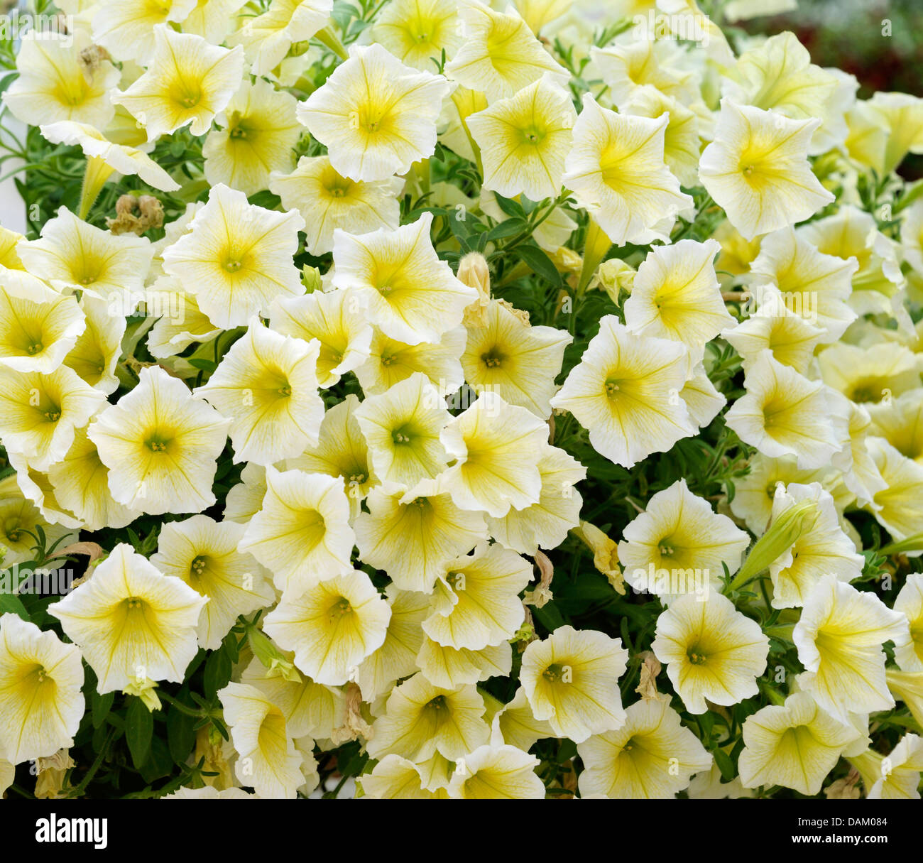 Pétunia (Petunia 'jardin' jaune, Petunia jaune), le cultivar, la floraison jaune Banque D'Images