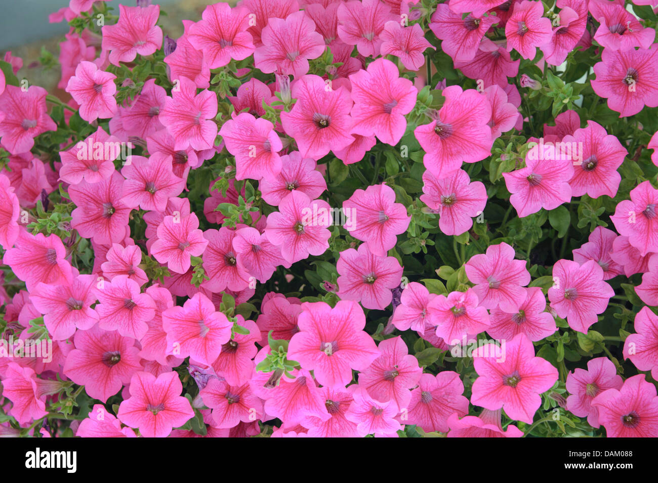 Jardin pétunia (Petunia 'Hot Pink', Petunia chaud Rose), le cultivar chaud Rose, blooming Banque D'Images