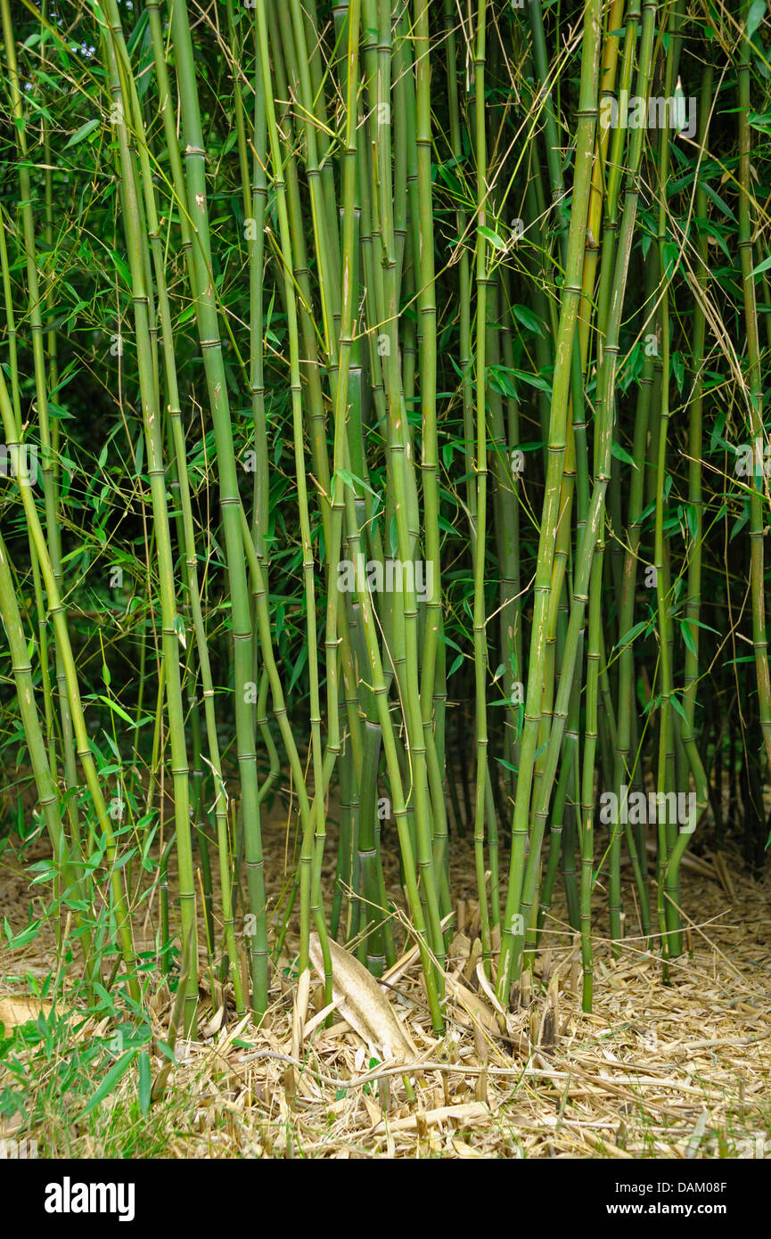 Bambou à gorge jaune (Phyllostachys aureosulcata) Banque D'Images