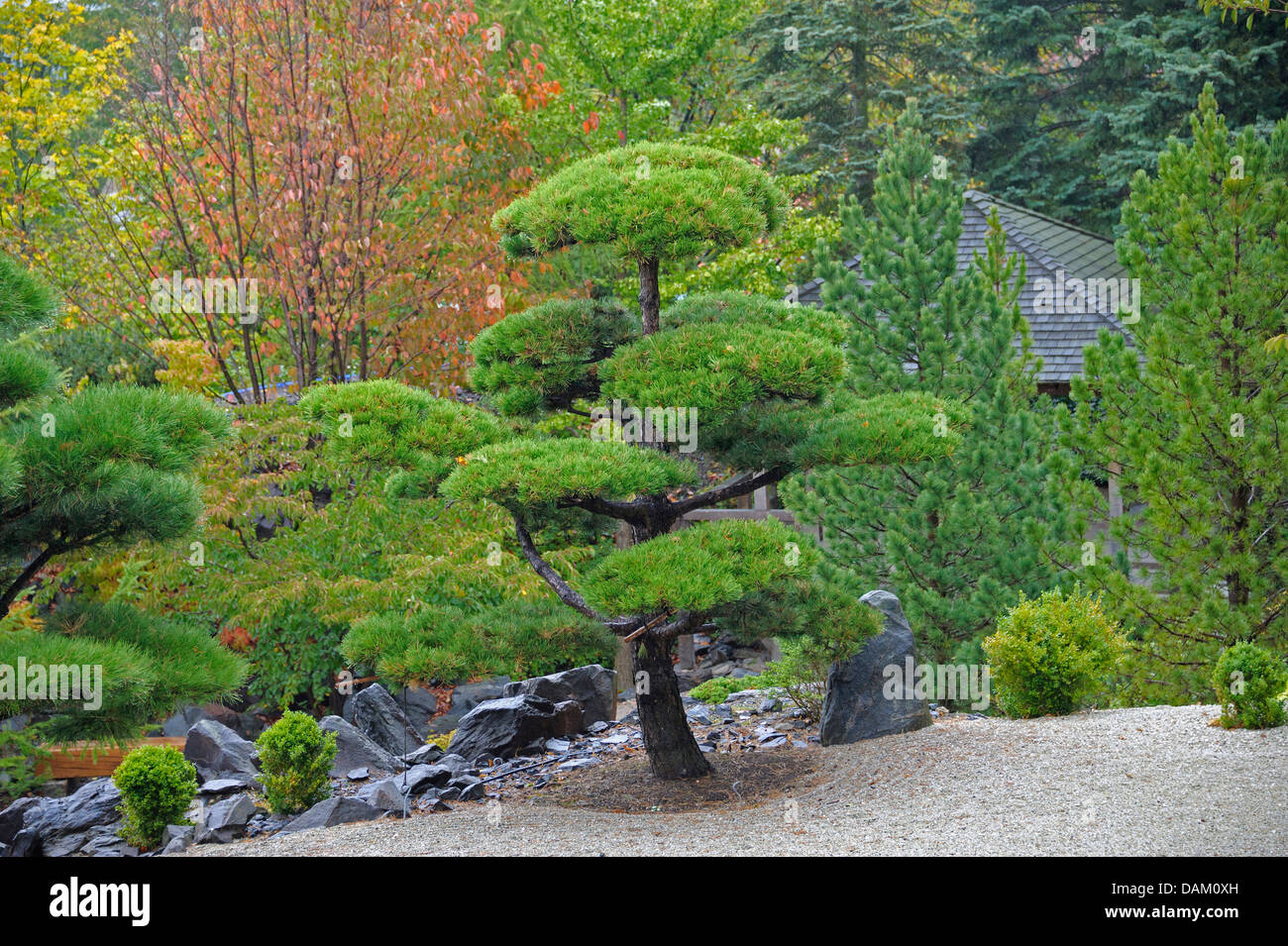 Le pin noir, le pin tordu, port pin (Pinus contorta), topiary Banque D'Images