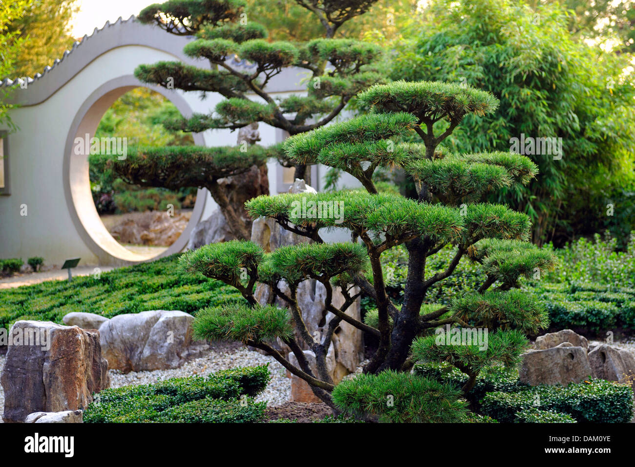 Le pin mugo, pin (Pinus mugo 'Gnom', Pinus mugo Gnom Gnom cultivar), dans un jardin chinois Banque D'Images