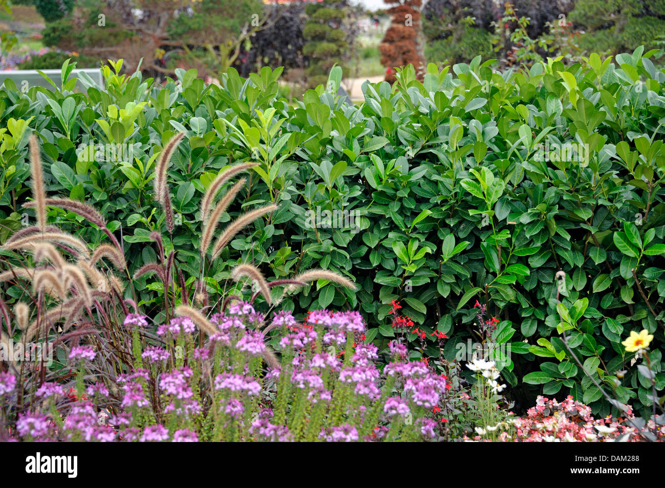 Laurel-cerise (Prunus laurocerasus 'Rotundifolia', Prunus laurocerasus rotundifolia), le cultivar Rotundifolia Banque D'Images