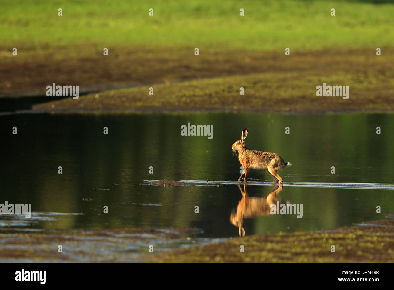 Lièvre européen, lièvre Brun (Lepus europaeus), debout dans l'eau peu profonde, l'Autriche, le parc national de Neusiedler See Banque D'Images