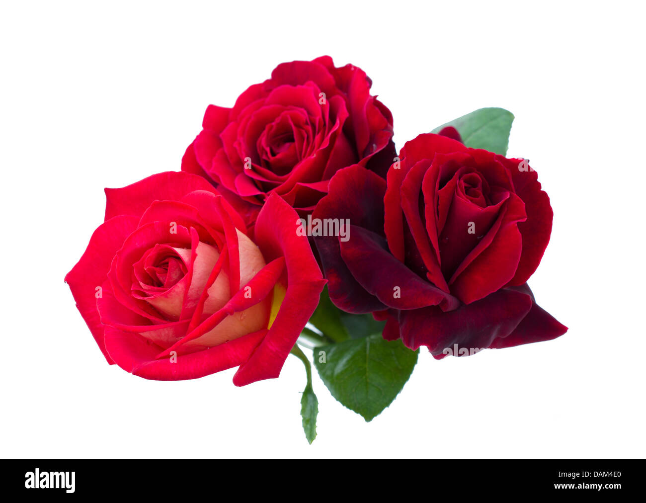 Trois roses rouges sont sur un fond blanc Banque D'Images