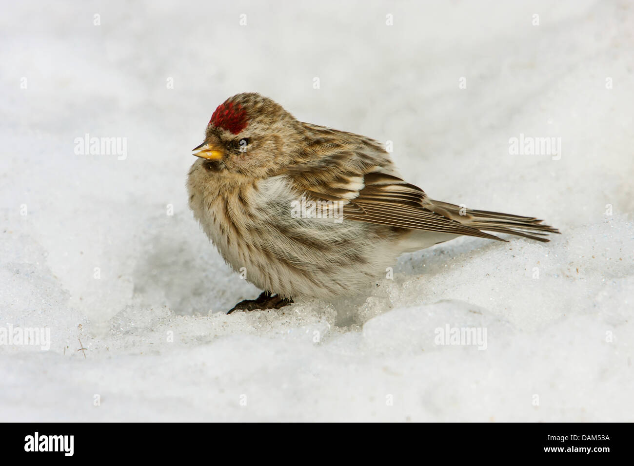 Sizerin flammé, Carduelis flammea Sizerin flammé (Acanthis flammea),, assis dans la neige, la Suède, le Parc National de Hamra Banque D'Images