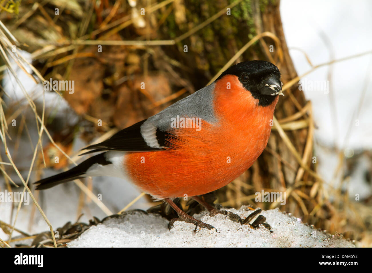 Colvert, Canard colvert, le nord du bouvreuil (Pyrrhula pyrrhula), homme assis sur un traitement de l'alimentation, la Suisse, Grisons Banque D'Images