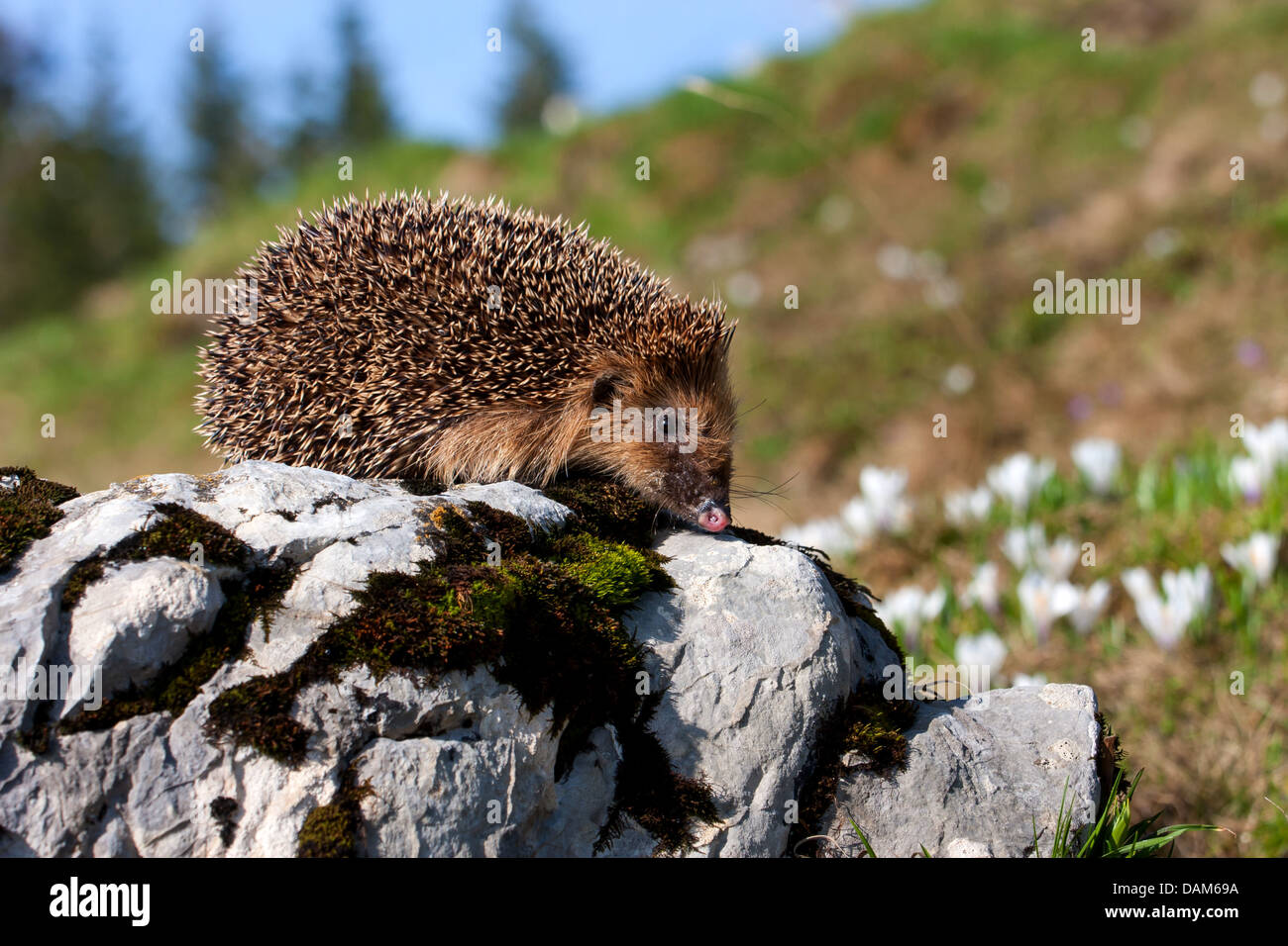 Hérisson hérisson d'Europe de l'Ouest, (Erinaceus europaeus), escalade ...