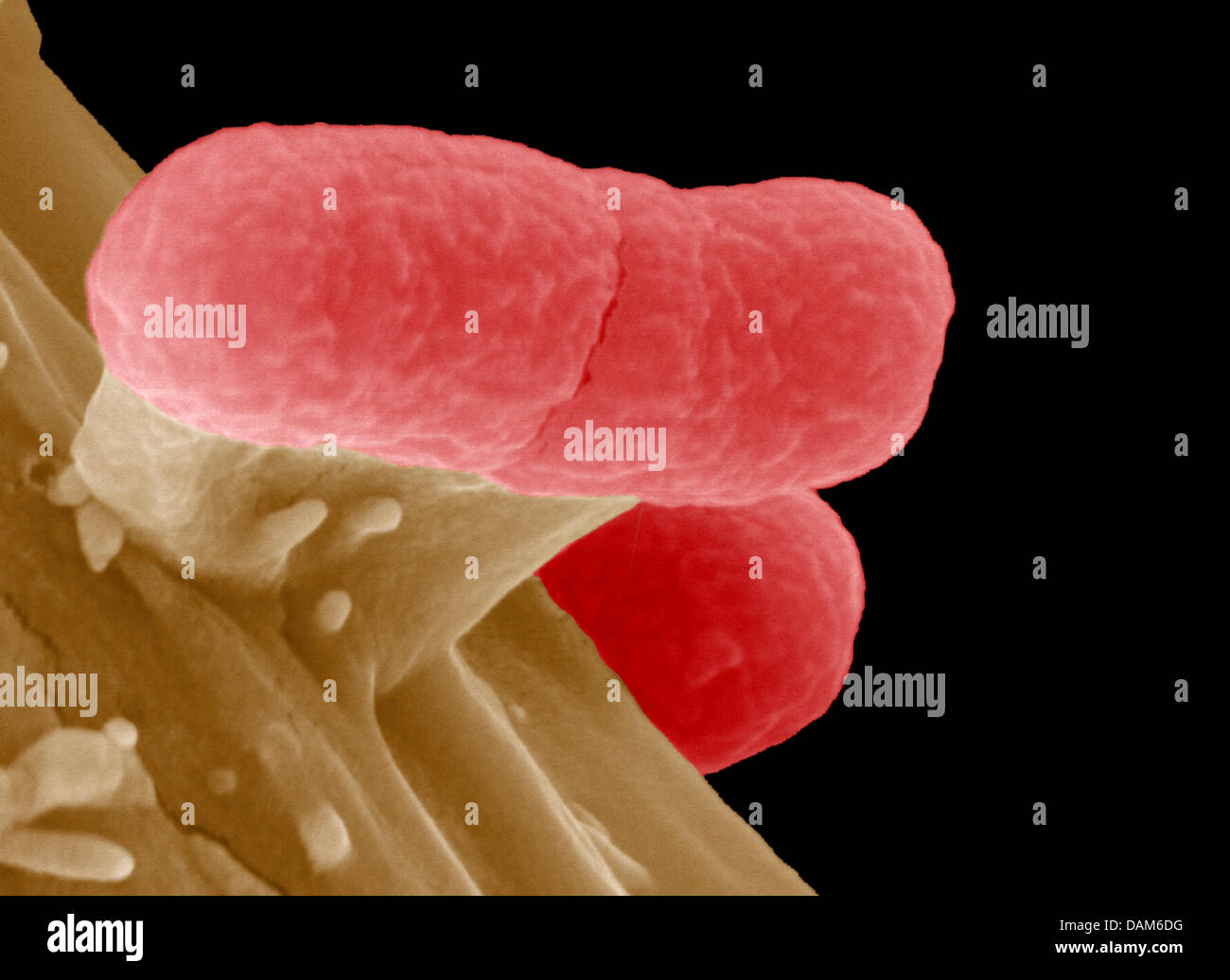 Un document non daté du Centre Helmholtz pour la recherche (Centre Helmholtz pour la recherche) montre une image de bactéries EHEC, une dangereuse version des bactéries Escherichia coli, prise par un microscope électronique à Braunschweig, en Allemagne. Les habitats naturels de la bactérie sont les intestins des ruminants, notamment des bovins. Une infection Avec EHEC provoque des diarrhées, vomissements, un Banque D'Images