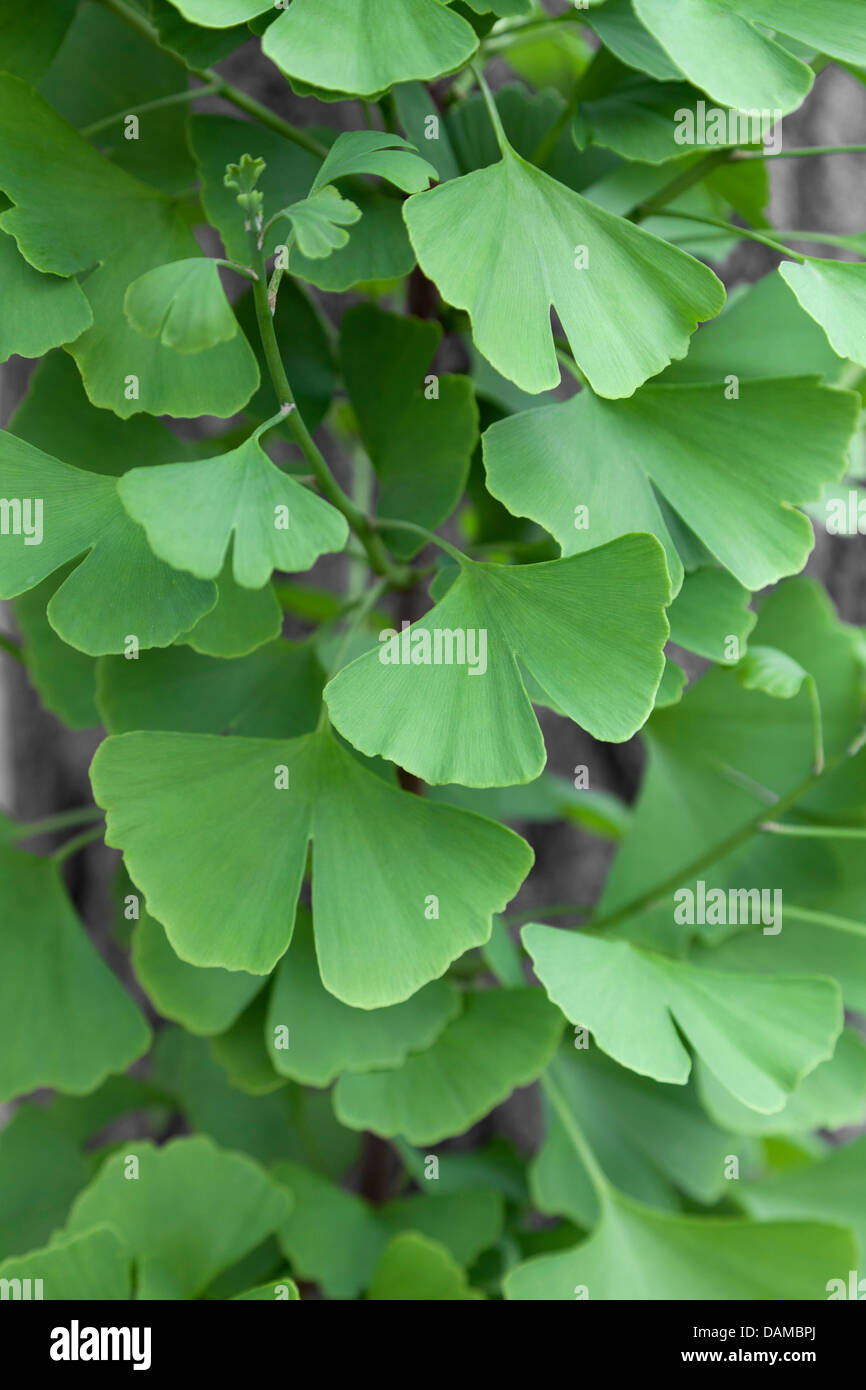 Feuillage d'un arbre Ginkgo biloba Banque D'Images