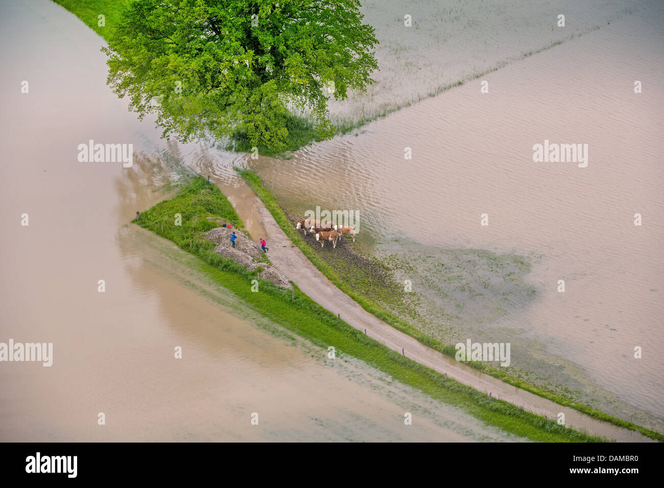 Les vaches sur une petite île dans le lac de Chiemsee de floode en juin 2013, l'Allemagne, la Bavière, le lac de Chiemsee, Feldwies Banque D'Images