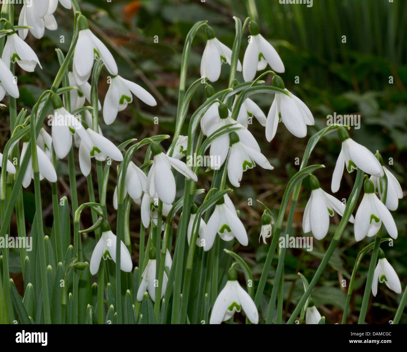 De plus en plus les perce-neige dans le jardin Banque D'Images