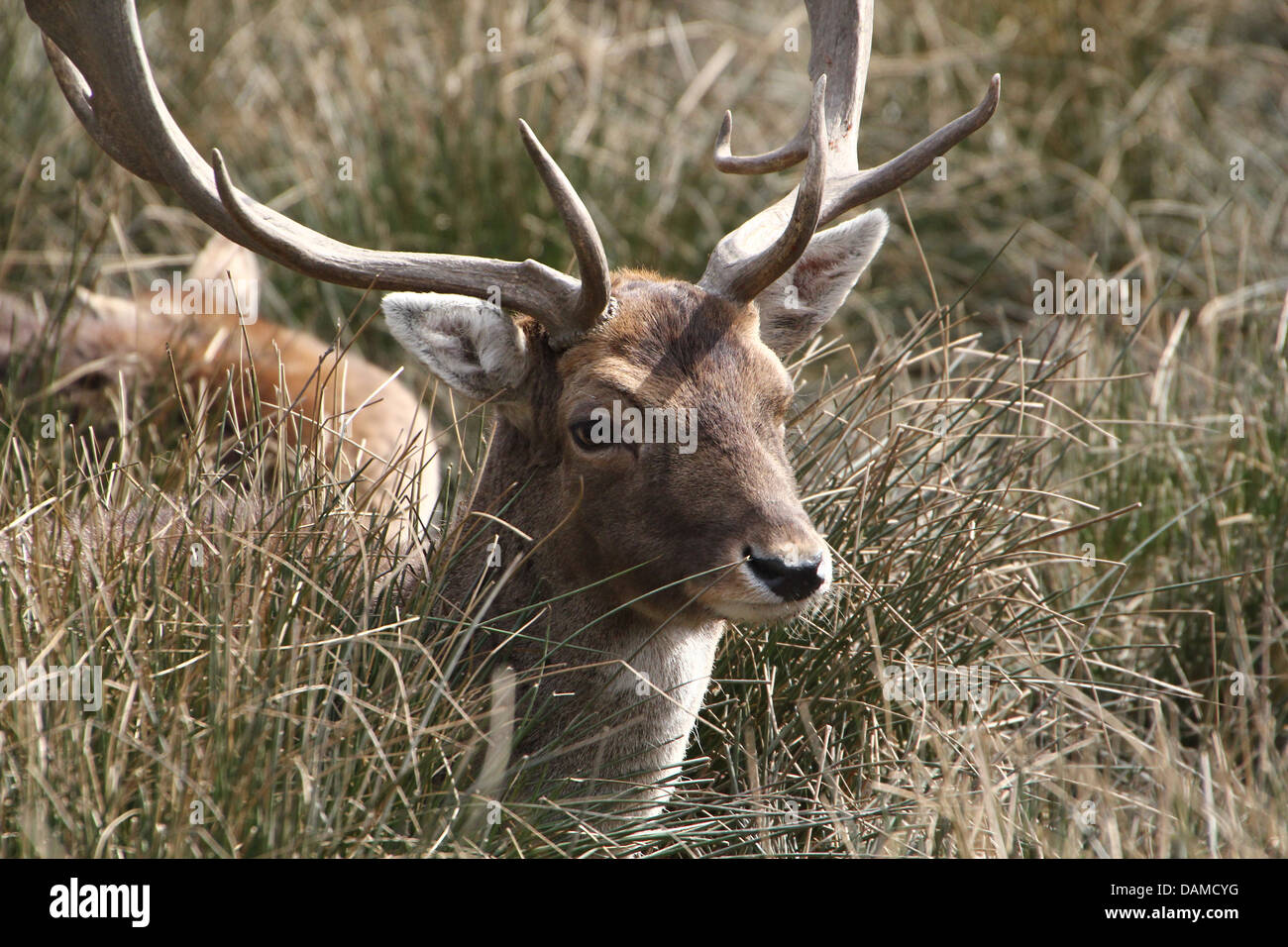 Close-up portrait of a male stag ( Daim Dama dama) à se cacher dans les hautes herbes Banque D'Images