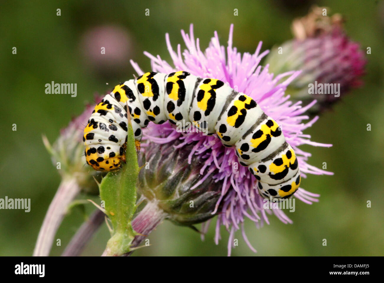 Macro détaillée des gros-plans de la teigne de la Molène Shargacucullia verbasci (caterpillar) et POS (25 images en série) Banque D'Images