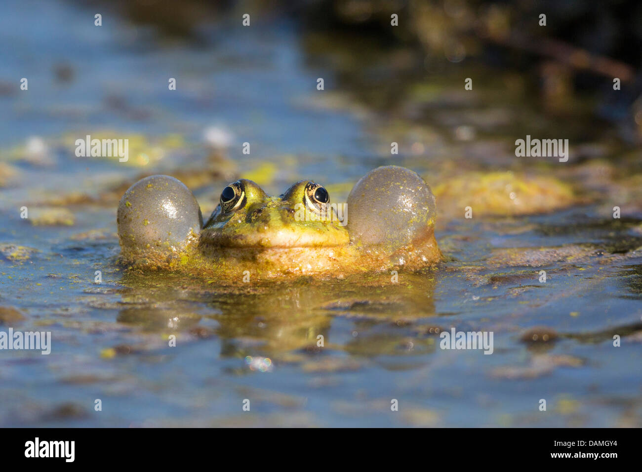 La grenouille des marais, lac frog (Rana ridibunda, Pelophylax ridibundus), avec de grands sacs vocaux, appelant, en Allemagne, en Bavière, Isental Banque D'Images