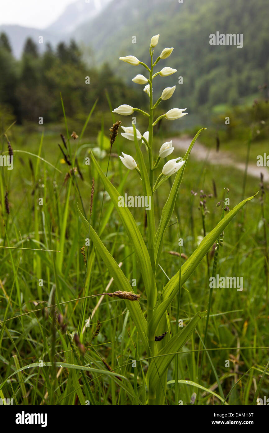 Cephalanthère à longues feuilles (Cephalanthera longifolia), blooming, Allemagne, Bavière, Koenigssee Banque D'Images