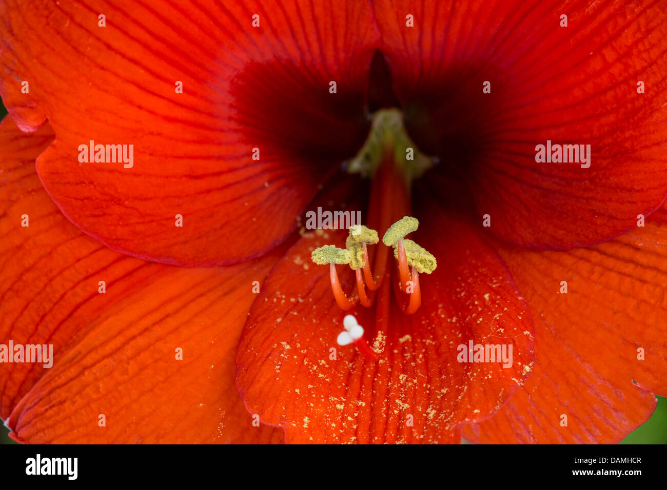 Amaryllis (Hippeastrum spec.), détail de fleurs avec de l'endurance et la stigmatisation Banque D'Images