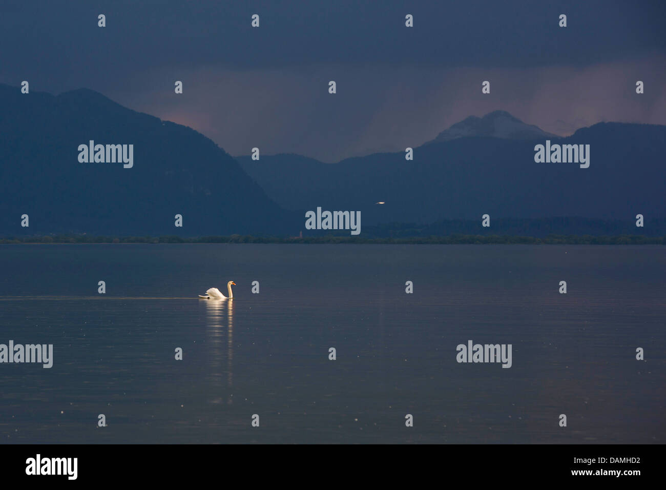 Mute swan (Cygnus olor), nager dans un lac en face de l'approche d'orage, l'Allemagne, la Bavière, le lac de Chiemsee Banque D'Images