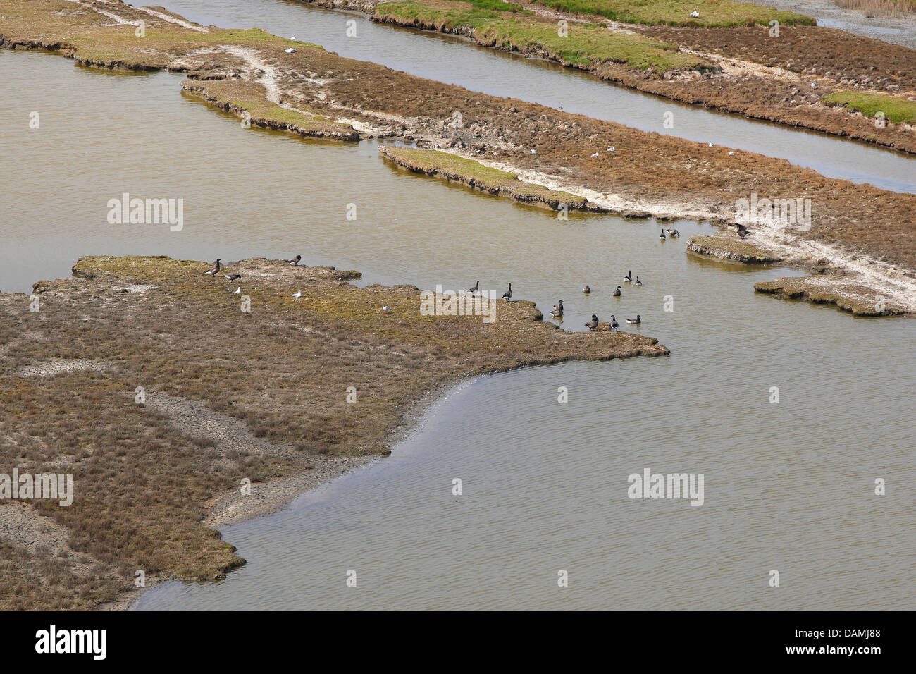 La Bernache cravant (Branta bernicla), vue aérienne de groupe dans l'eau saumâtre, les Pays-Bas, l'Oosterschelde National Park Banque D'Images