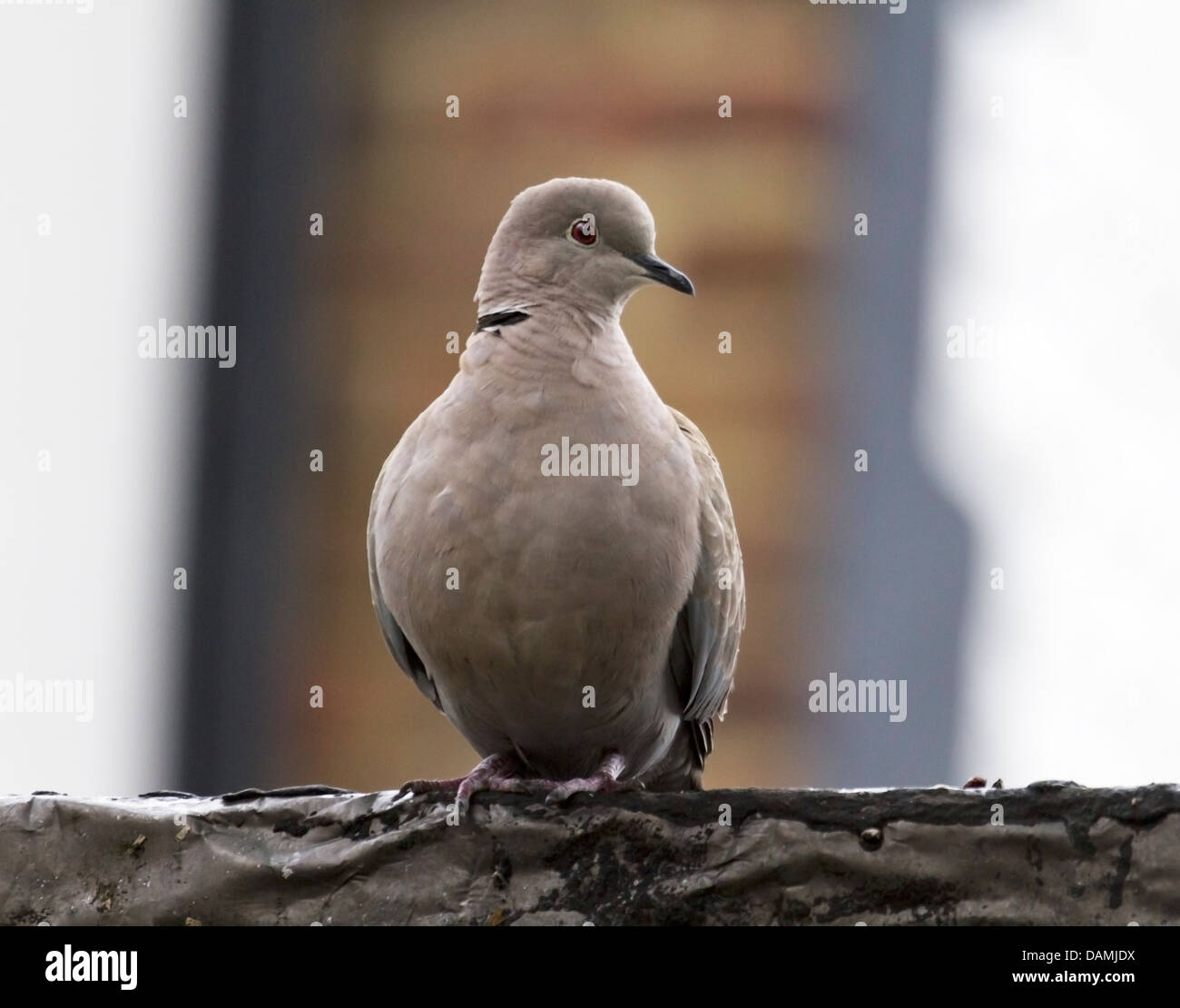 Grèbe huppé : originaire de l'Asie et l'Europe - et a récemment introduit en Amérique du Nord Banque D'Images