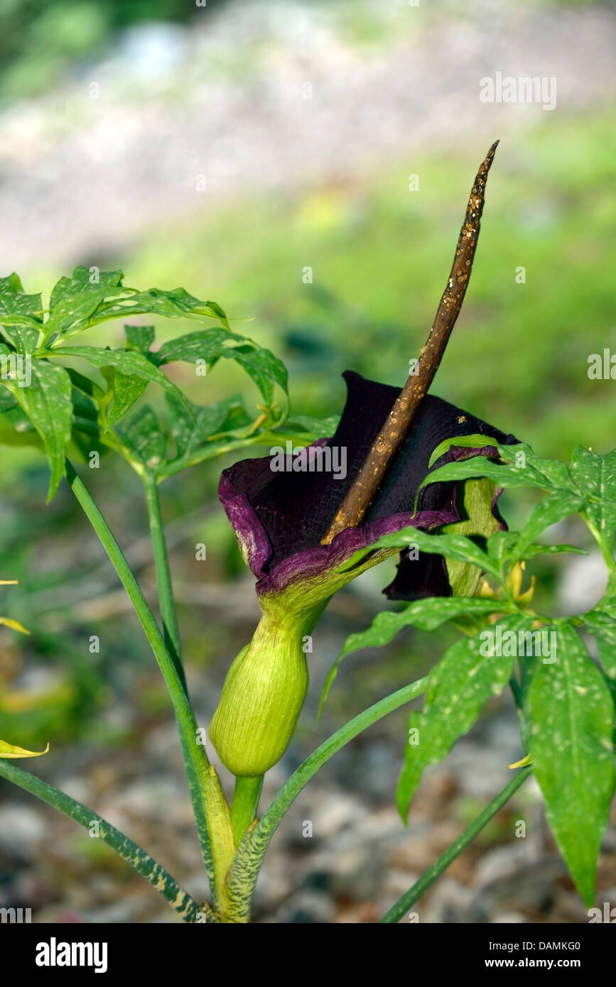 L'arrowroot, arum arum dragon, voodoo lily (Dracunculus vulgaris), la  floraison, la Grèce, Crete Photo Stock - Alamy