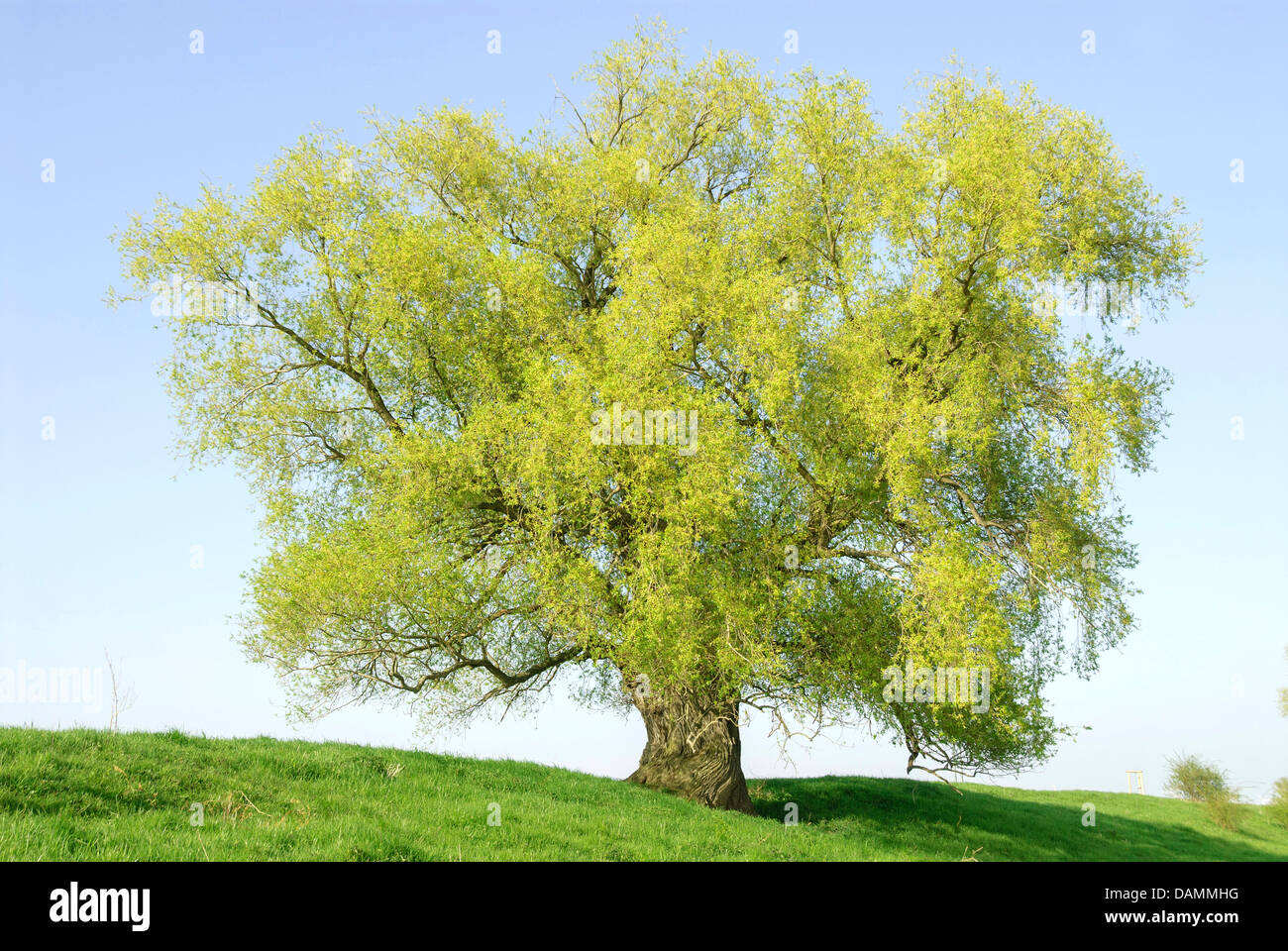 Crack saule (Salix fragilis), seul arbre dans un pré, l'Allemagne, la Saxe Banque D'Images