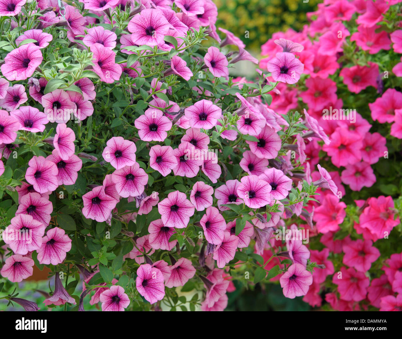 Millionbells (Surfinia Petunia 'Purple' veine, Pétunia Surfinia veine pourpre), le cultivar Surfinia veine pourpre Banque D'Images