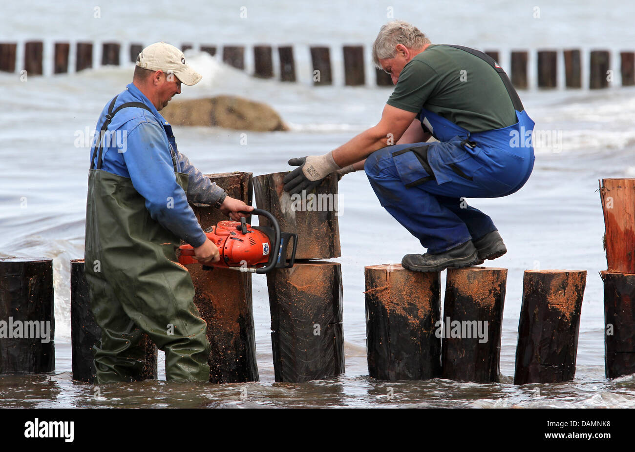 Deux travailleurs même les palissades de bois d'un épi sur une plage le long de la côte de la mer Baltique près de Kühlungsborn, Allemagne, le 9 juin 2011. Le fichier de piliers servent à prévenir l'érosion naturelle des plages de sable. L'état de Mecklembourg-Poméranie-Occidentale consacre chaque année 15,5 millions d'euros sur les systèmes de défense côtière. Photo : Bernd Wuestneck Banque D'Images