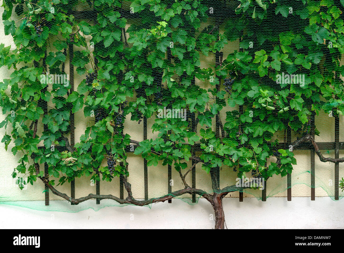 Vigne raisin, vigne (Vitis vinifera 'M" itschurinski Mitschurinski), Vitis vinifera cultivar, Mitschurinski, l'espalier fruit Banque D'Images
