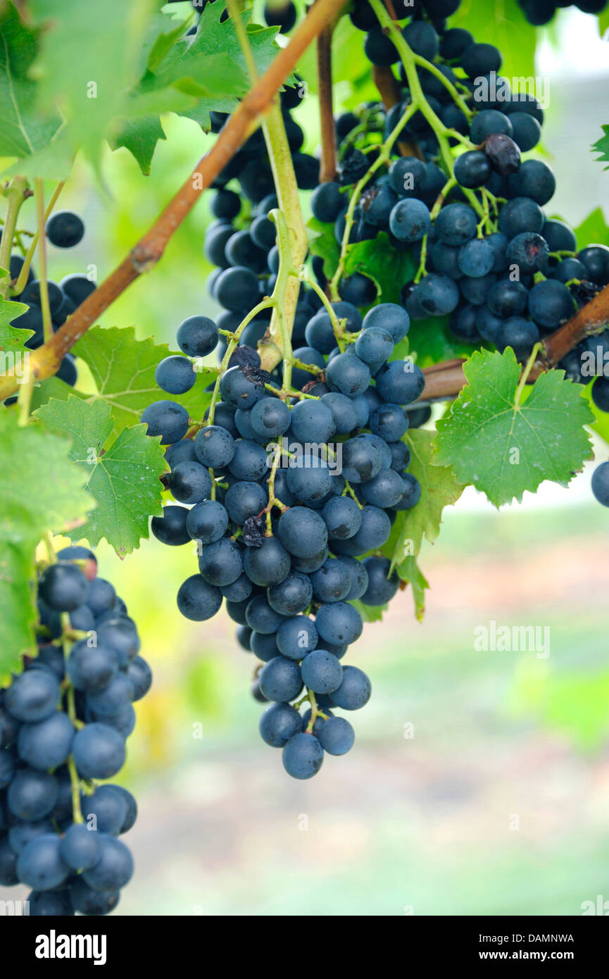 Vigne raisin, vigne (Vitis vinifera 'Muscat Bleu', Vitis vinifera Muscat Bleu), le cultivar Muscat Bleu Banque D'Images