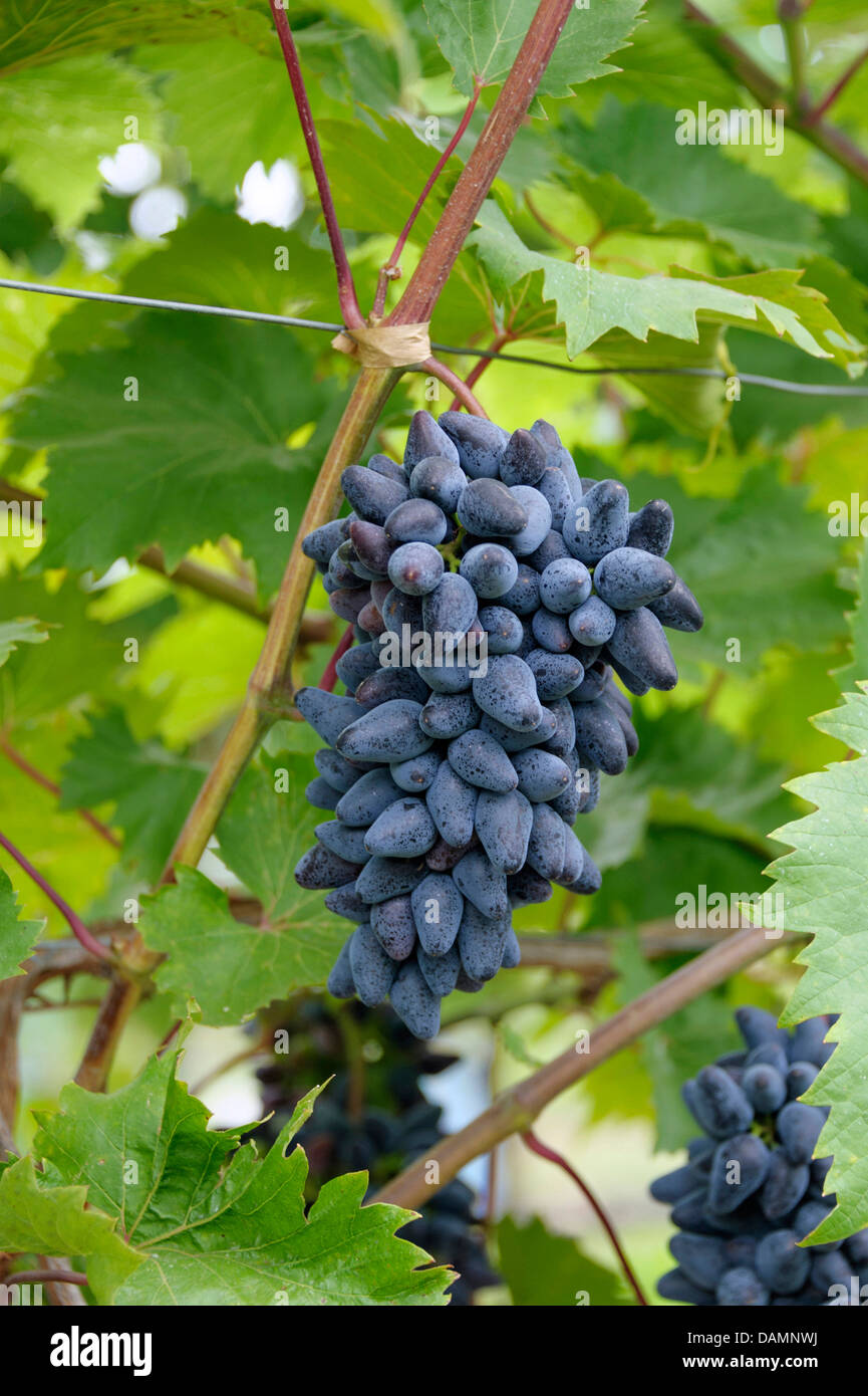 Vigne raisin, vigne (Vitis vinifera 'Philipp', Vitis vinifera Philipp), le cultivar Philipp Banque D'Images