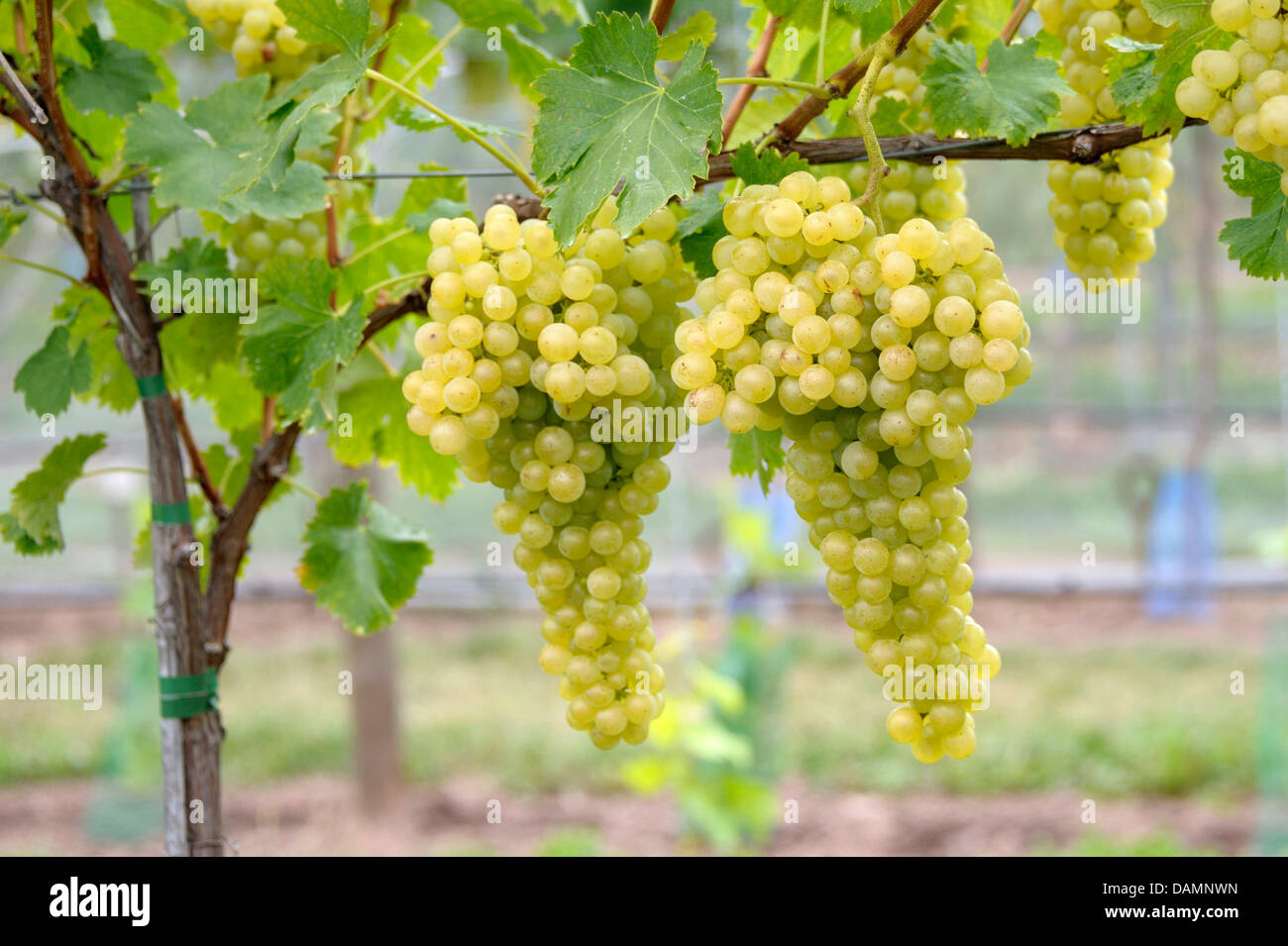 Vigne raisin, vigne (Vitis vinifera 'Rubanka» Rubanka), Vitis vinifera cultivar, Rubanka Banque D'Images