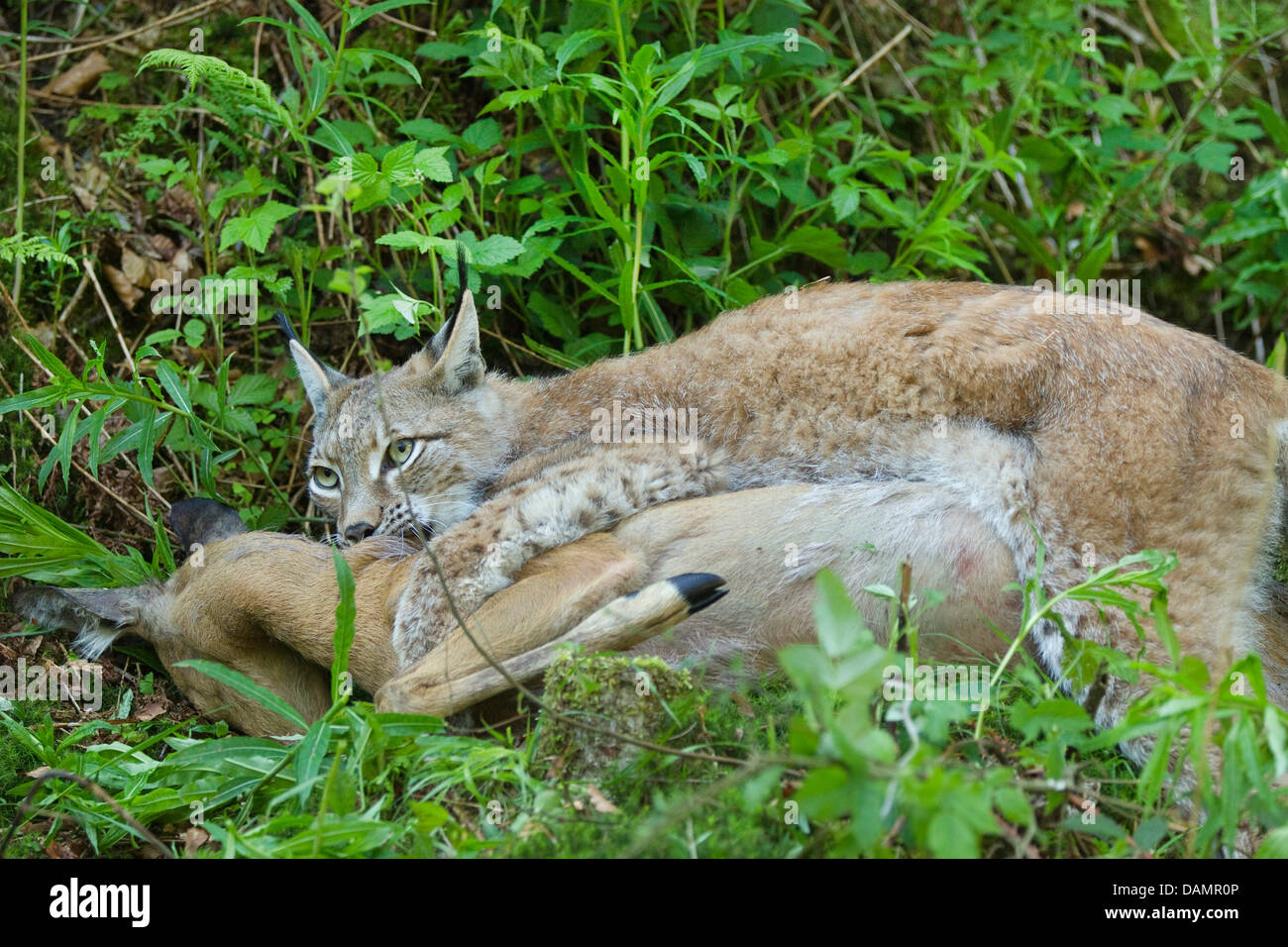 Le lynx eurasien (Lynx lynx), avec les proies, Allemagne Banque D'Images