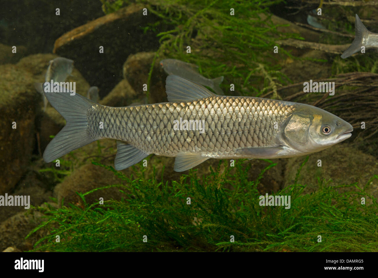 Carpe chinoise (Ctenopharyngodon idella), natation Photo Stock Alamy