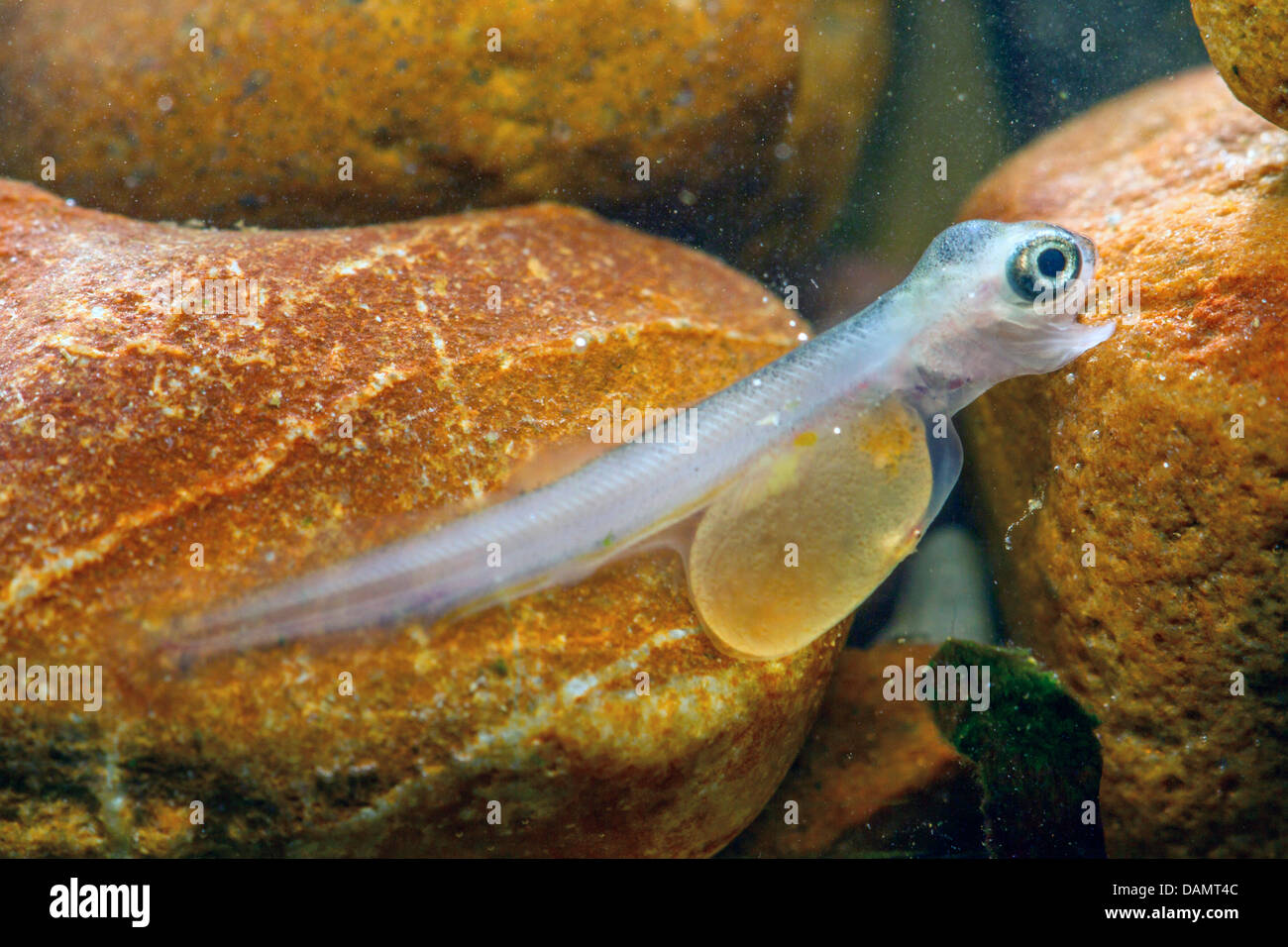 L'ombre (Thymallus thymallus), sac vitellin larve entre les pierres, Allemagne Banque D'Images