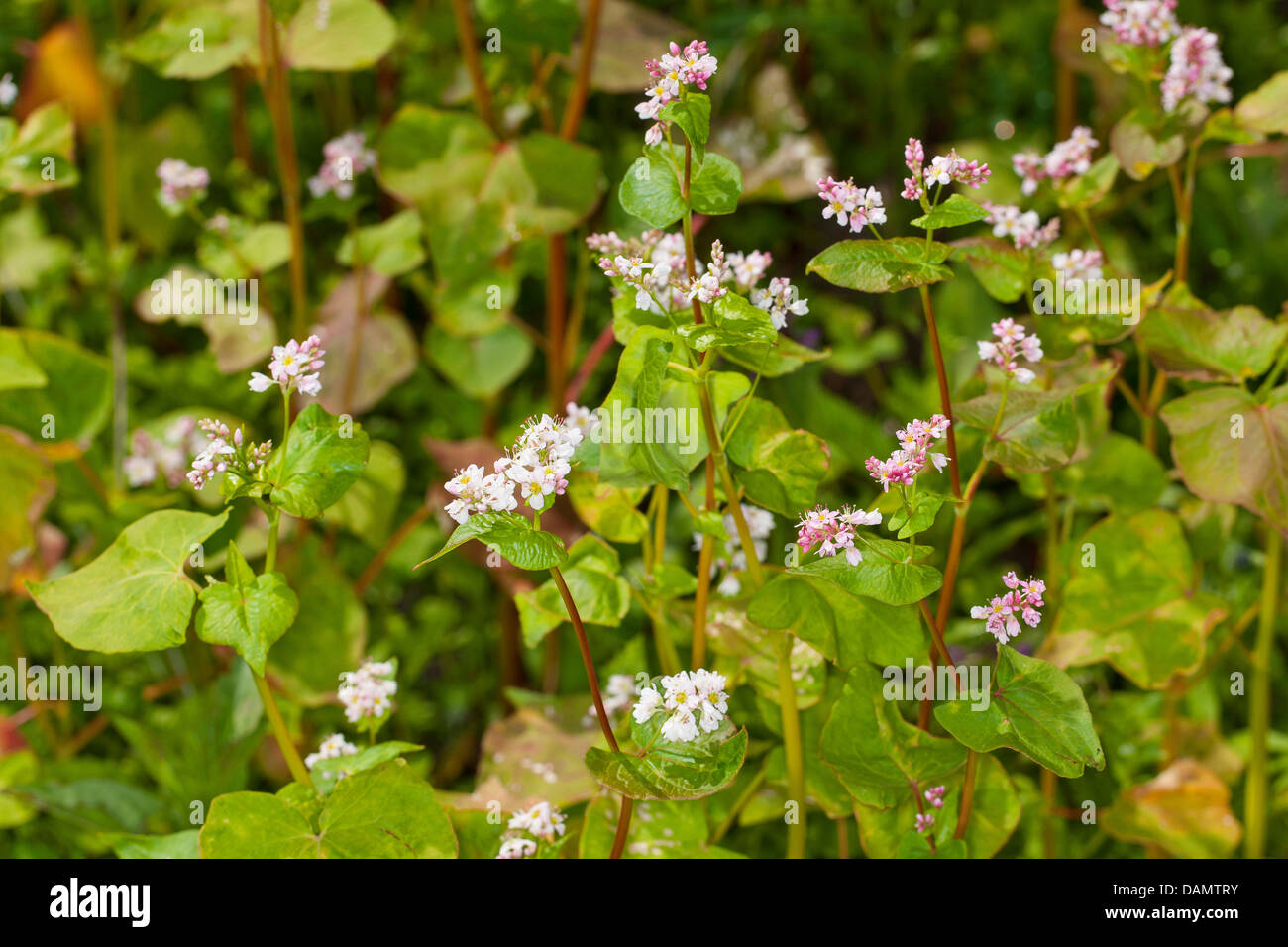 Le sarrasin (Fagopyrum esculentum), fleurs de sarrasin, Allemagne Banque D'Images