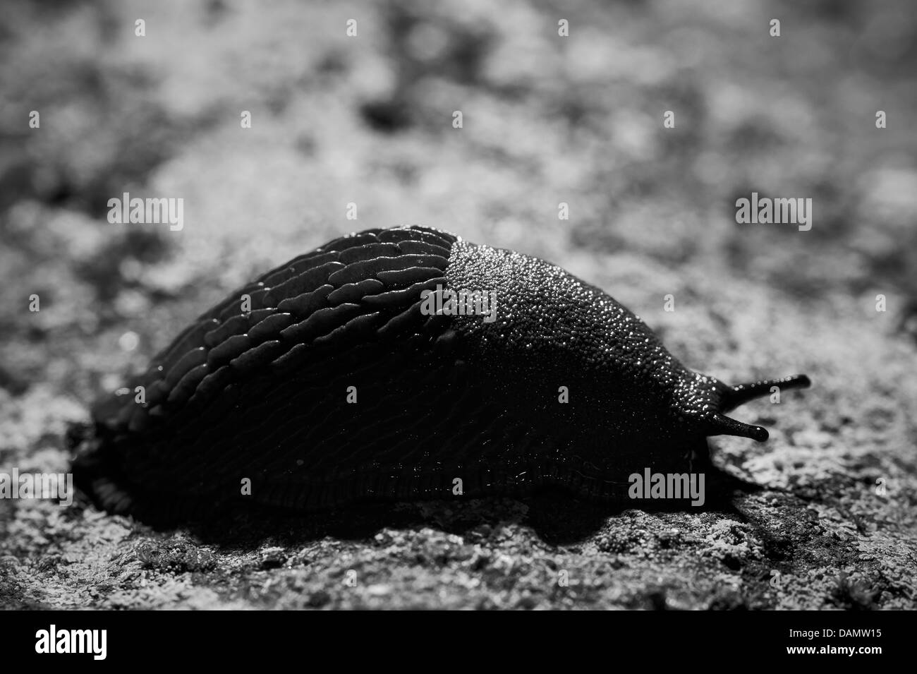 Limax cinereoniger Banque D'Images