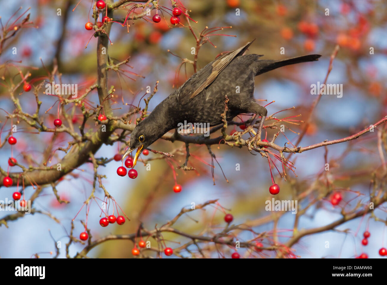 Blackbird - se nourrissent de baies d'automne Turdus merula Ipswich Suffolk, UK BI24462 Banque D'Images