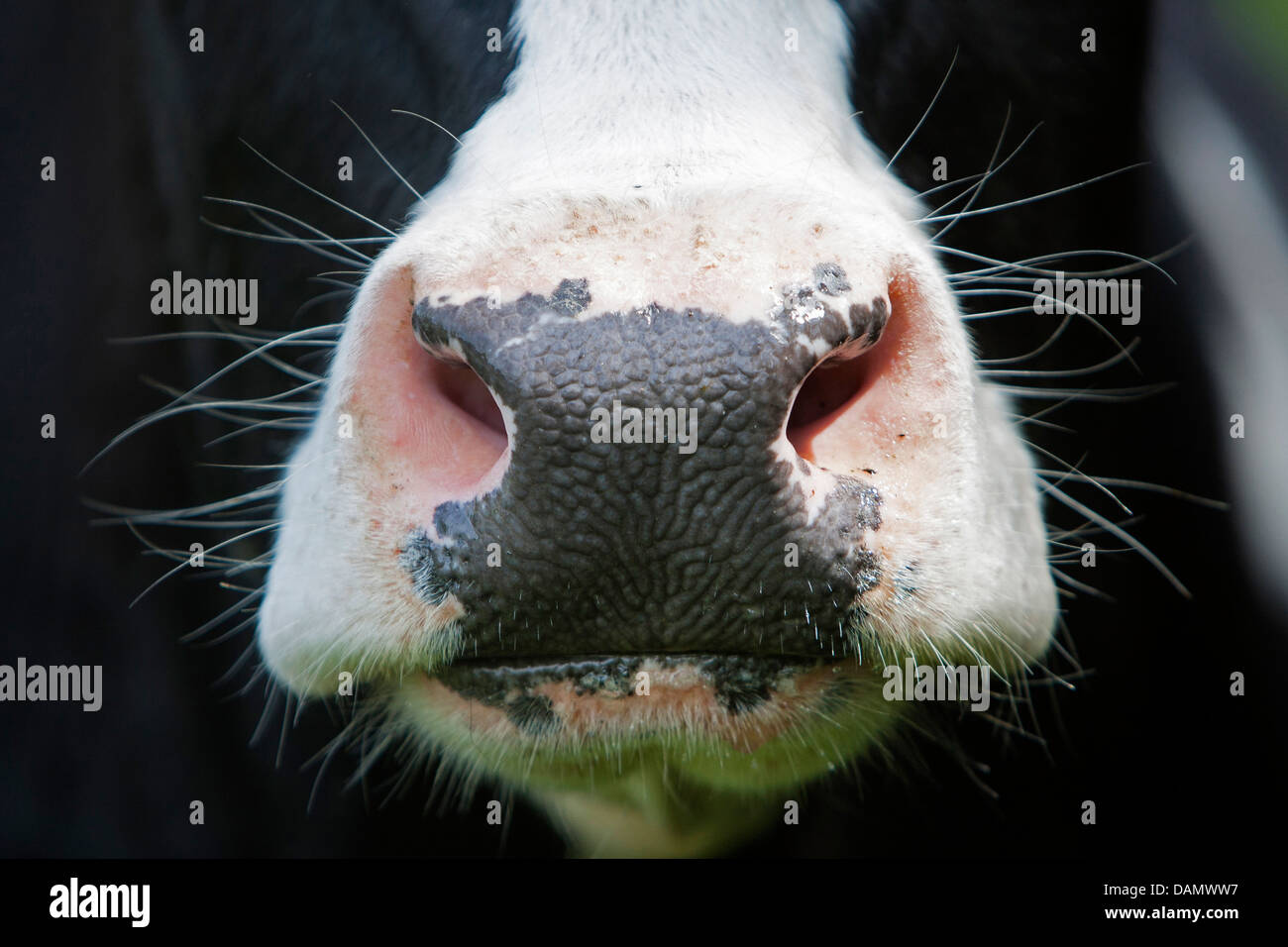 Les bovins domestiques (Bos primigenius f. taurus), de la bouche d'une vache, Allemagne Banque D'Images